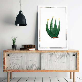 Obraz Kaktus na zrcadle Mirrora 69 - 60x40 cm