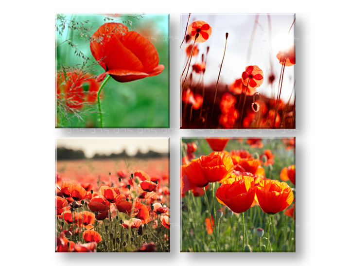 Obraz na stěnu Meadow of poppy poppies 4 dílný XOBKOL17E42